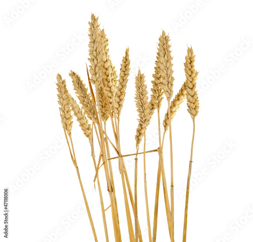 ears of wheat isolated