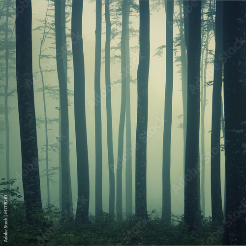 Mystic foggy beech forest