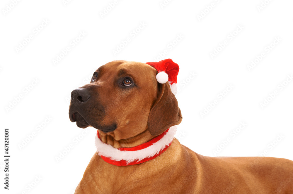 Christmas Dog with Santa Hat