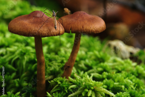 mushroom on green moss and mosquito