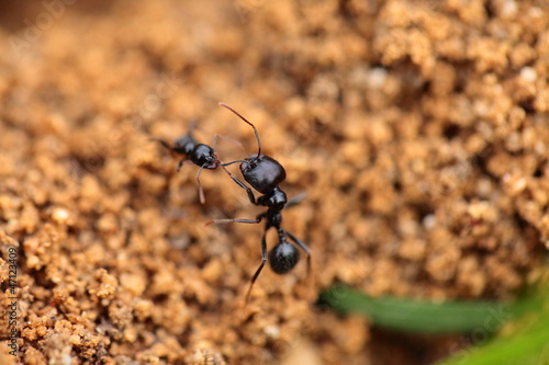 Soldier ant formica in macro © Curioso.Photography