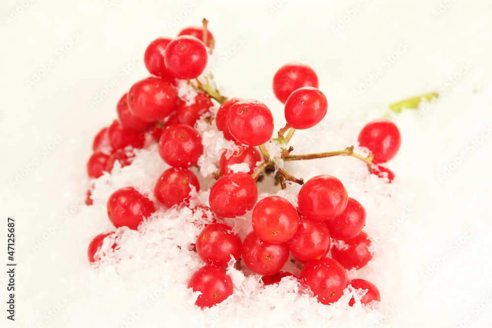 ripe viburnum in the snow close-up