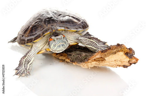 red ear turtle isolated on white photo