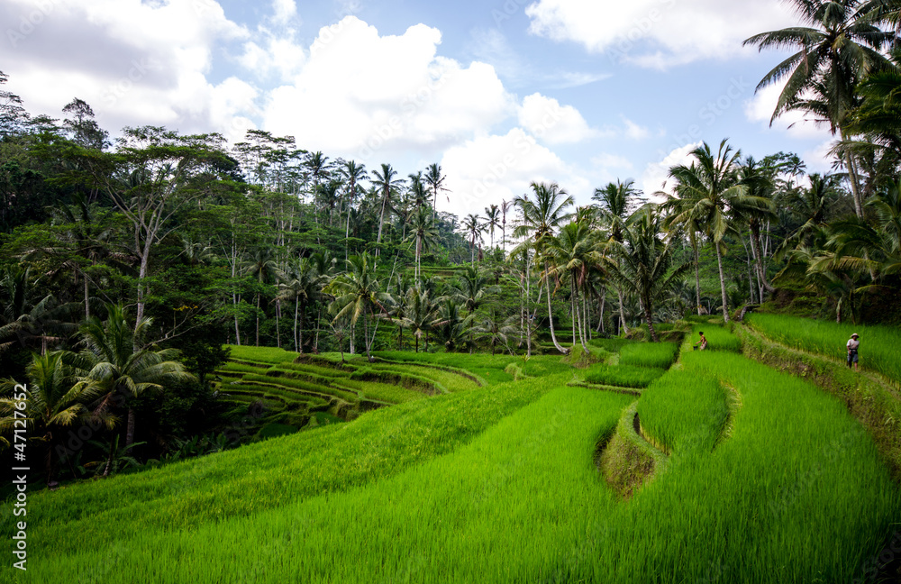 Obraz premium Rice paddies