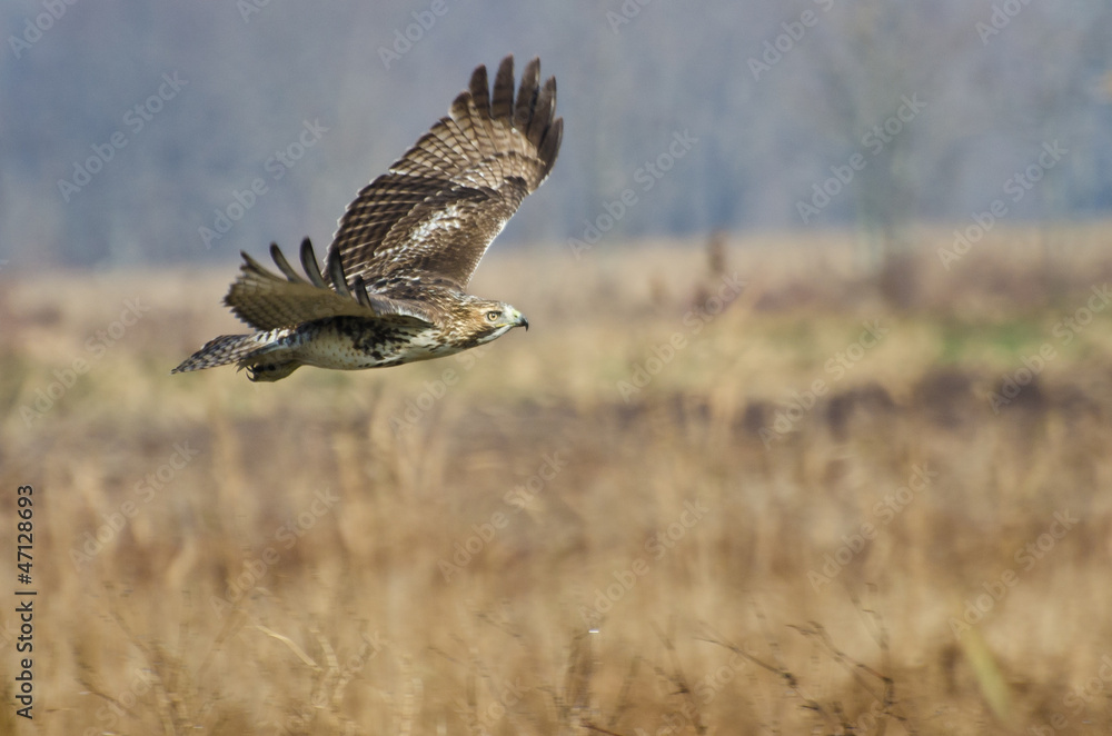 Fototapeta premium Red-Tailed Hawk Hunting Over Marsh