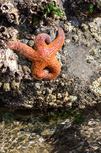 Starfish clinging to rocks in a tidal pool