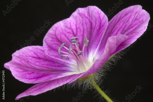 Fototapeta Naklejka Na Ścianę i Meble -  Geranium 'Elke'