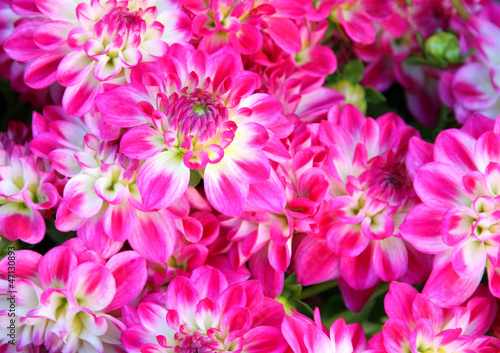 pink and white dahlia flower