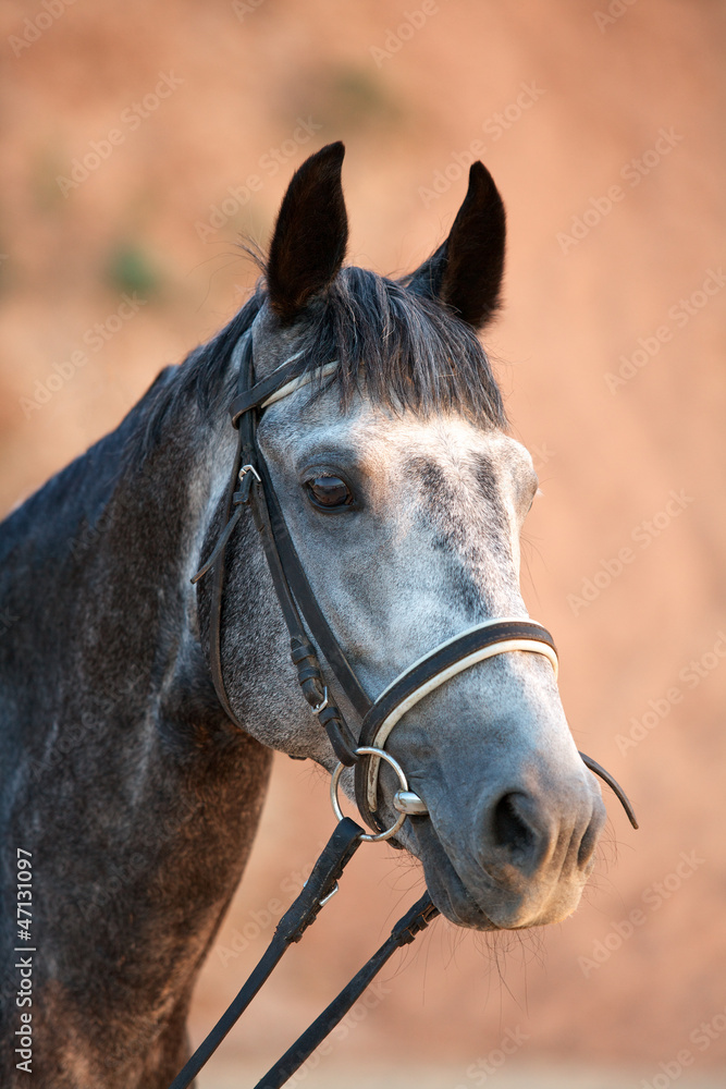 Obraz premium Horse