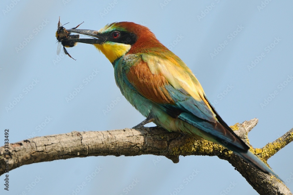 Obraz premium Gruccione con preda