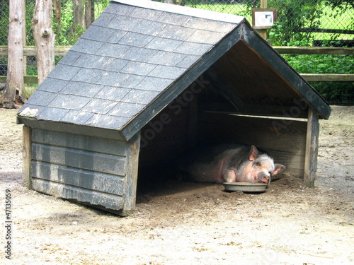 Pig who is sleeping. photo