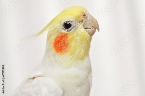 オカメインコのonちゃん(♂)