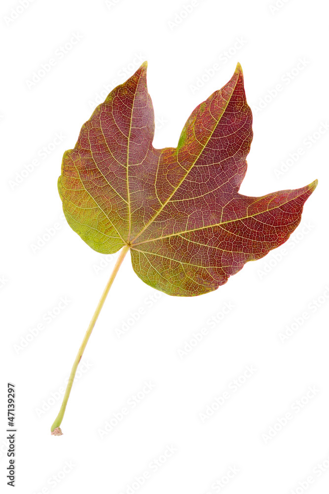 Autumn leaf Autumn leaf