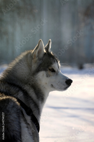 husky in winter