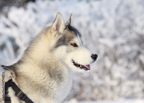 Siberian husky