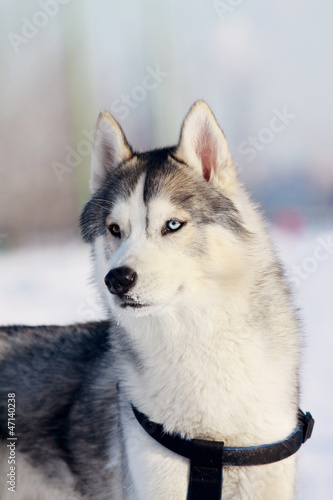 Siberian husky