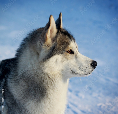 husky in winter