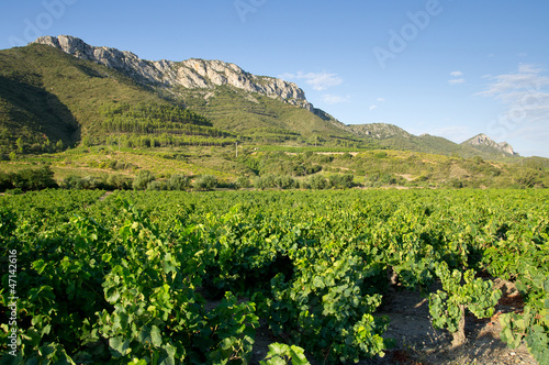 Obraz na płótnie Old vineyard at South of France w salonie