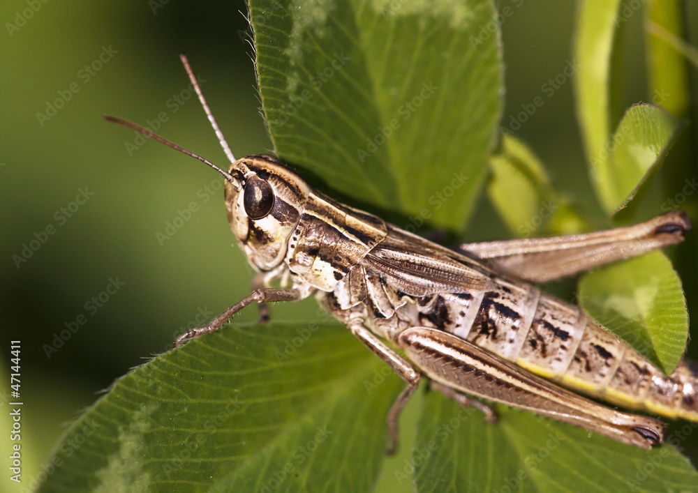 Big locust relaxing on a leaf Big locust relaxing on a leaf