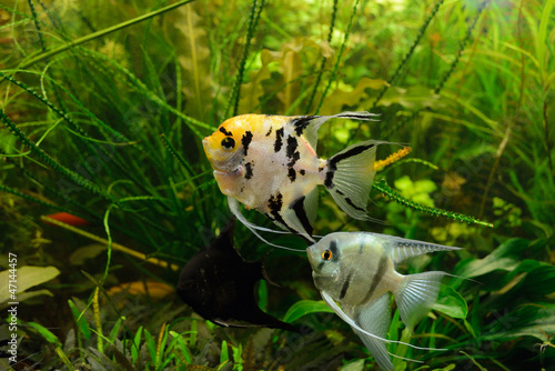 Pterophyllum scalare fish in aquarium