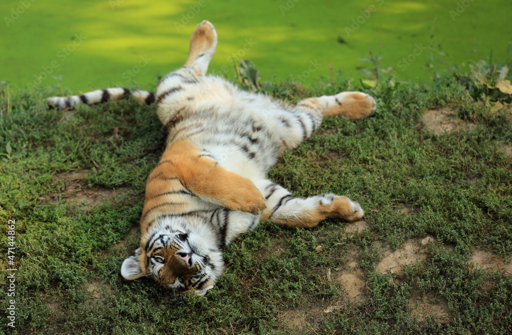 Obraz premium tigreau du bengale couché