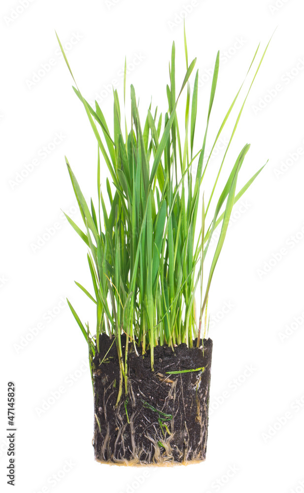 Green grass Green grass