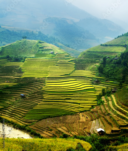 rice field on terraced in mountain. Terraced rice fields in Viet #47147898