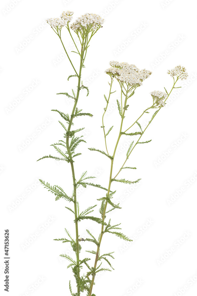 Fototapeta premium achillea millefolium