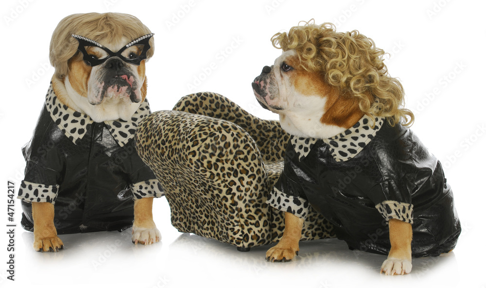Obraz premium diva dogs