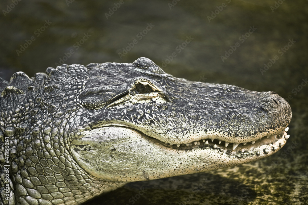 Fototapeta premium The muzzle of a crocodile