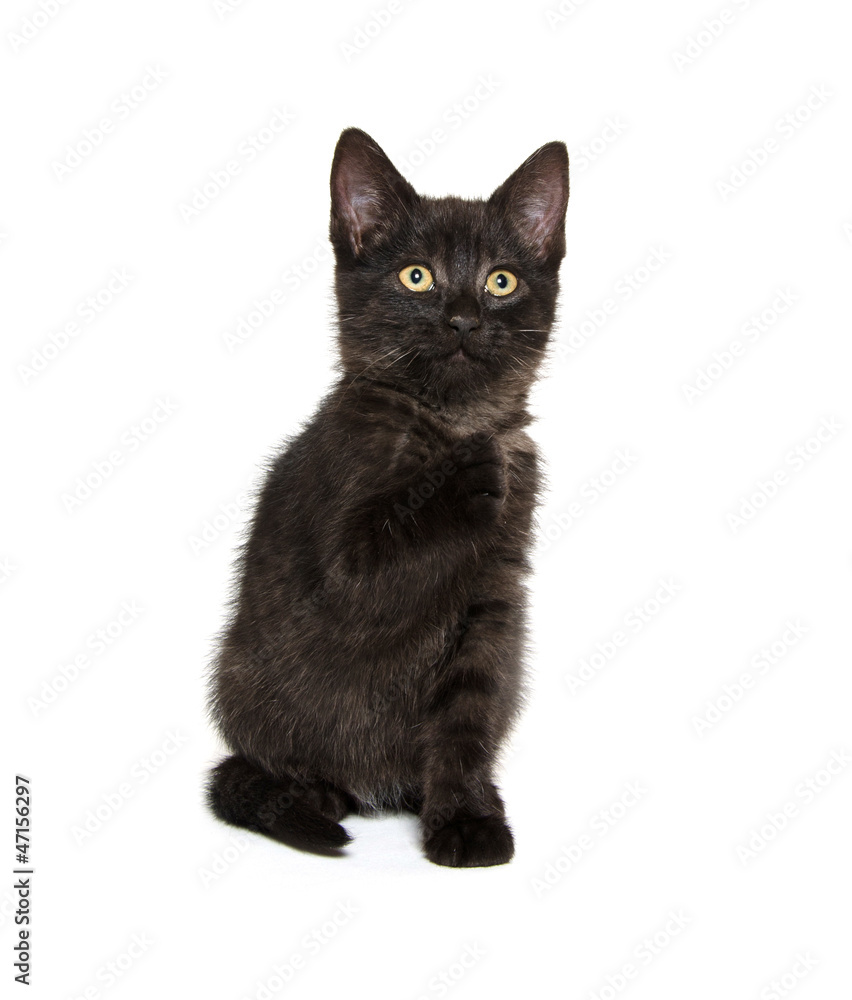 Fototapeta premium Cute black kitten