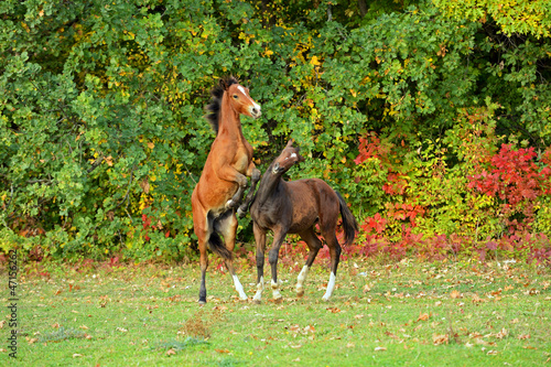 Horse photo