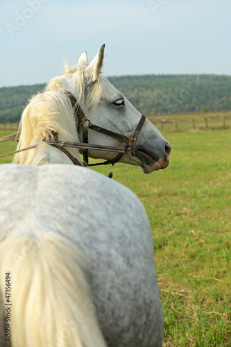 Horse photo