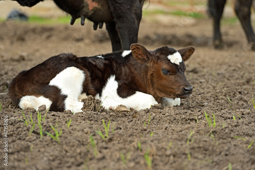 Photos portrait Calf