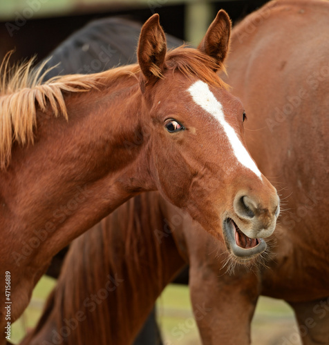 Horse