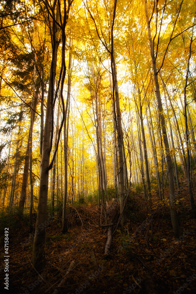 Fototapeta premium Beautiful autumn woods landscape