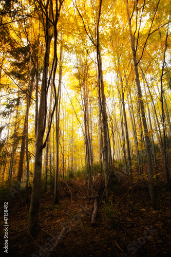 Beautiful autumn woods landscape