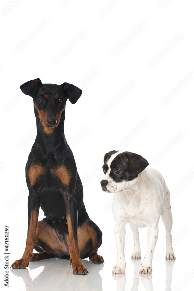 Two dogs - Zwei Hunde