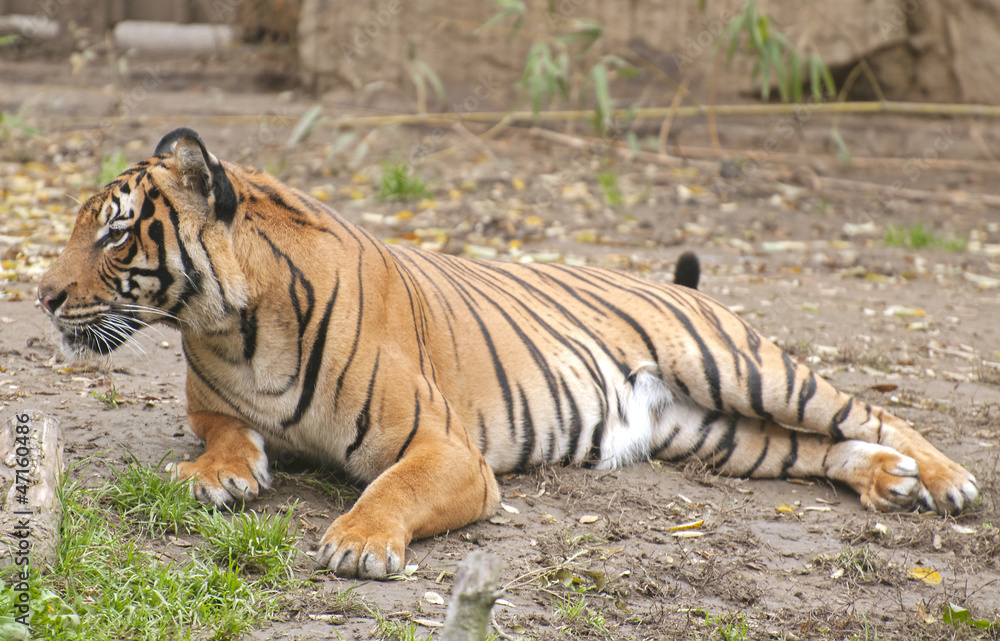 Obraz premium Tiger