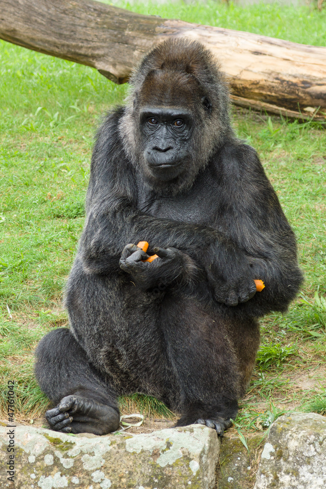 Obraz premium Gorilla eats a carrot