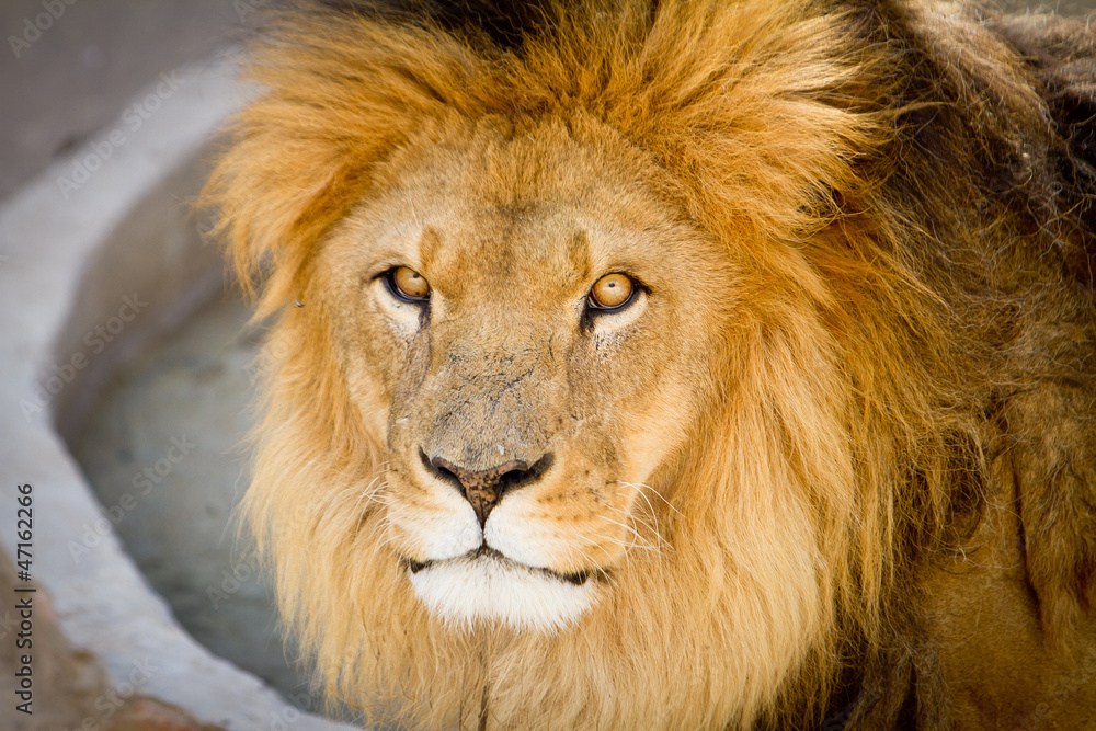 Obraz premium Lion the king