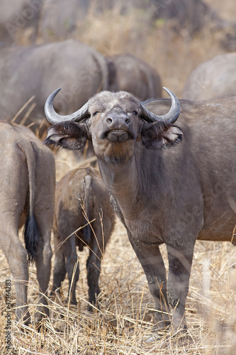 Wild African Buffalo © Kjersti