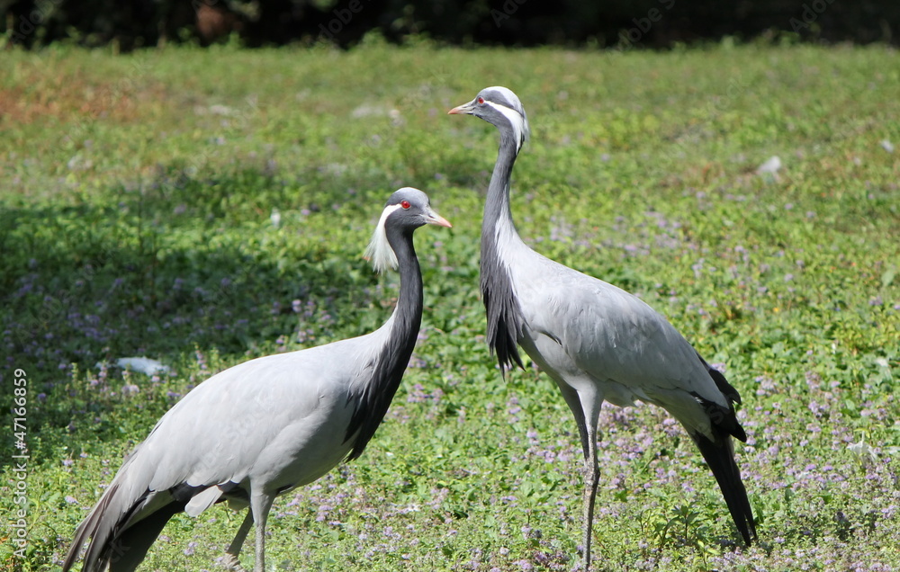 Obraz premium Two ash cranes