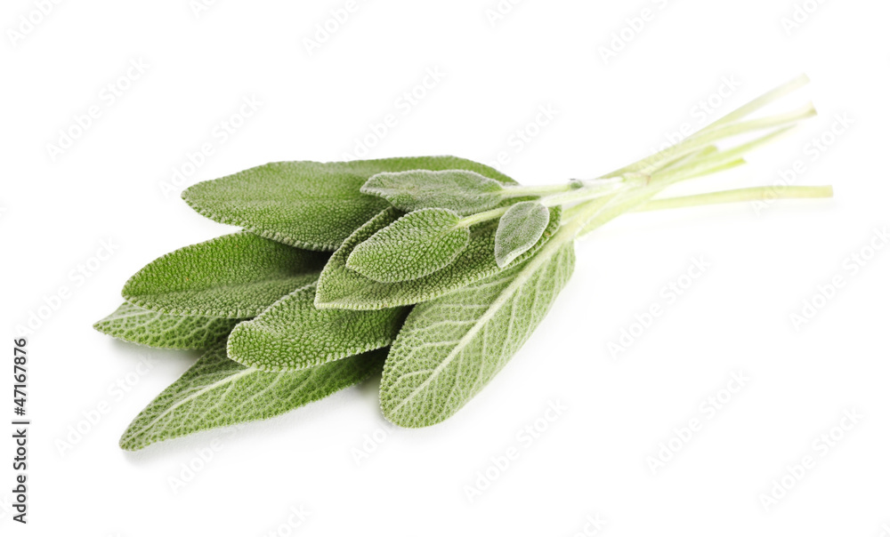sage leaves sage leaves