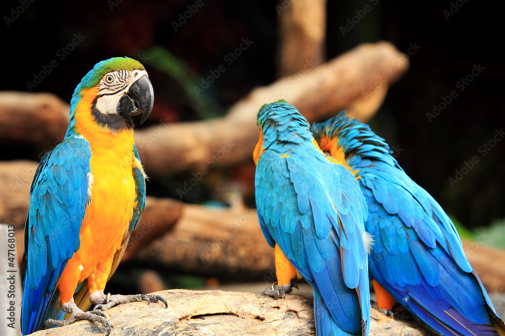 Obraz premium Group parrot macaws