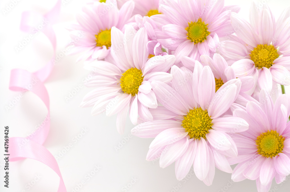 薄いピンクの菊の花々とリボン 薄いピンクの菊の花々とリボン