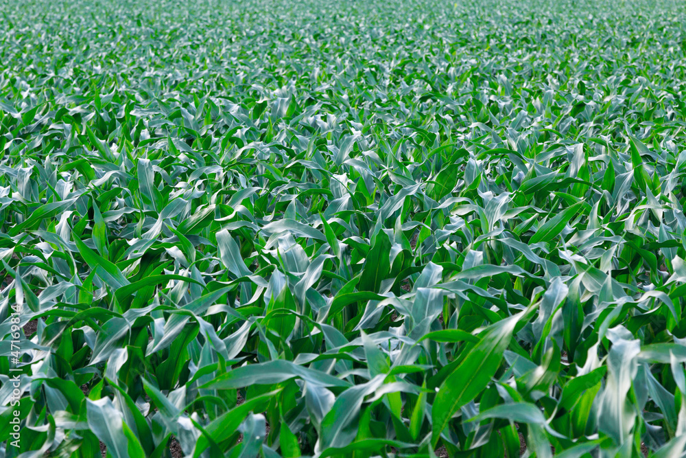 Field of mais Field of mais
