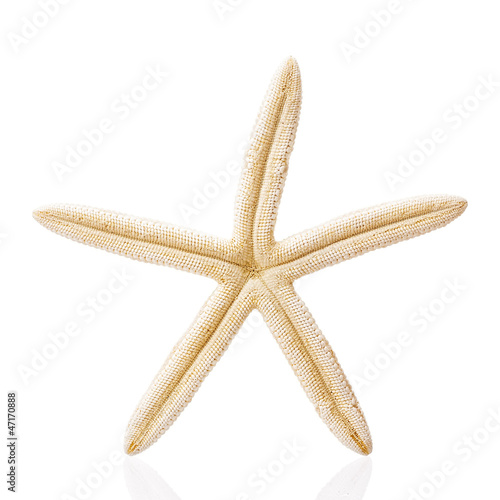 starfish isolated on white