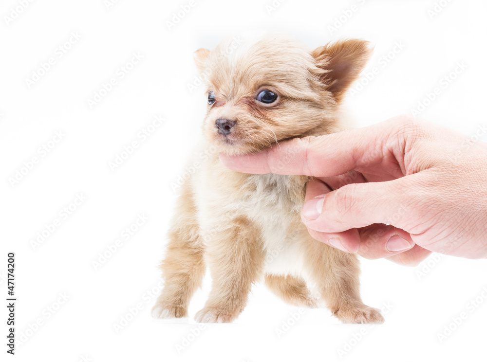 Funny puppy Chihuahua poses on a white background Funny puppy Chihuahua poses on a white background
