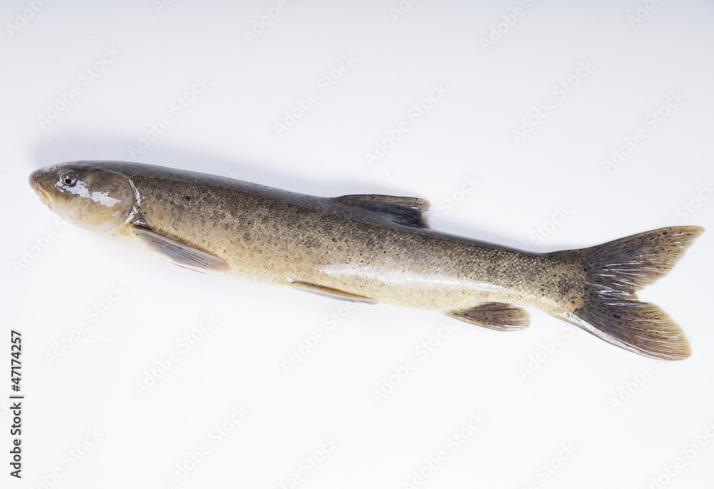 Freshwater fish on a white background Freshwater fish on a white background